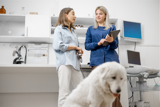 Navigating CBD for Dogs