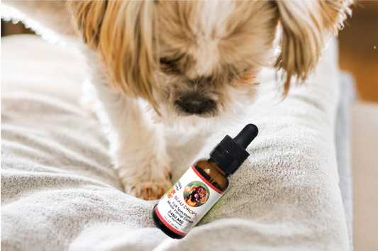 Unlocking the Benefits: CBD for Dogs