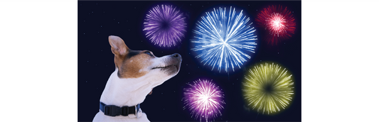 Canines and Fireworks
